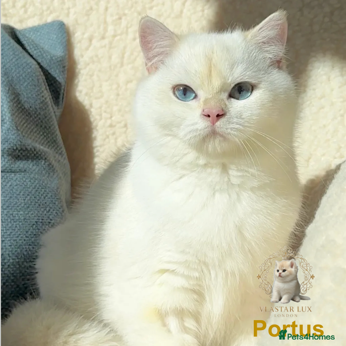 British Shorthair cats Chic & Pride Portos BSH Black Golden Chinchilla CP - Advert 1