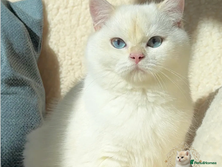 British Shorthair cats Chic & Pride Portos BSH Black Golden Chinchilla CP - Advert 13