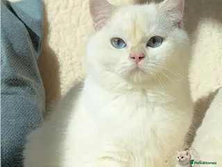 British Shorthair cats Chic & Pride Portos BSH Black Golden Chinchilla CP - Advert 6