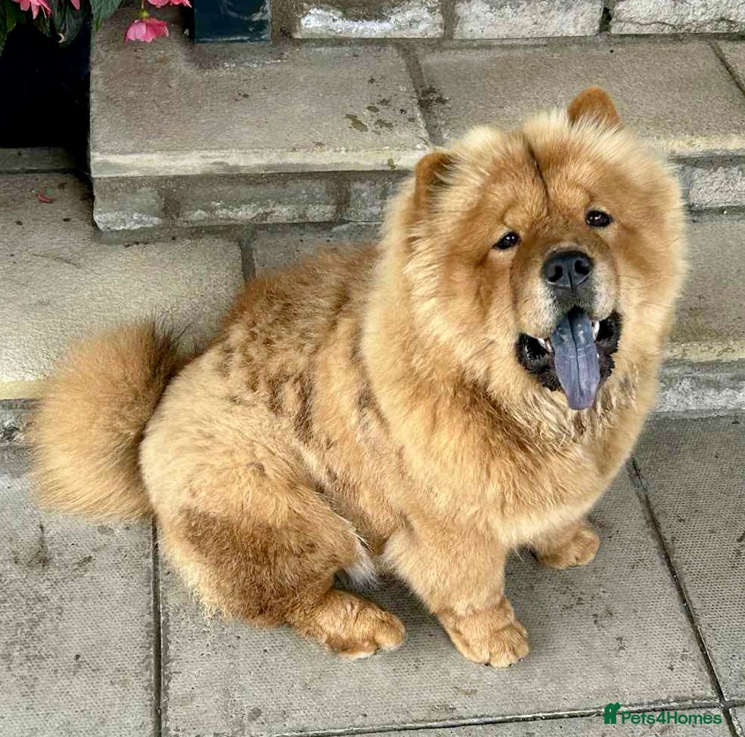 Chow Chow dogs for sale: Chow Chow Pup KC Reg Female 10 Months - Image 2