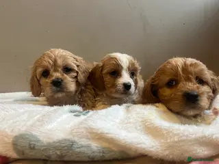 Cavachon dogs Cavapoochons Toy - Advert 1