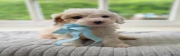 Cavapoo dogs for sale: Health tested Cavapoo puppies - Advert 12