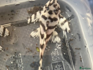 Plecos fish - Advert 9