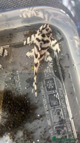 Plecos fish - Advert 2