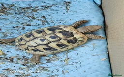Hermann Tortoise reptiles for sale: Hurmman Tortoise  - Image 13