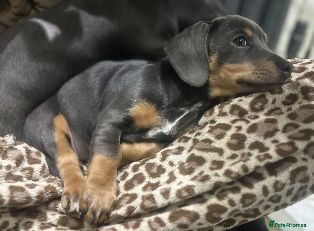 Chiweenie dogs for sale: Miniature Dachshund x Chihuahua  - Advert 9