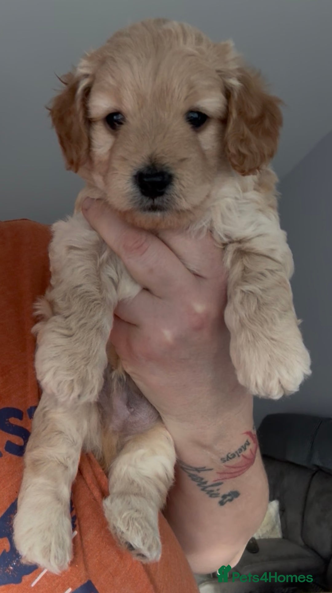 Mixed Breed dogs for sale: Poochon x Doxiepoo - Advert 4