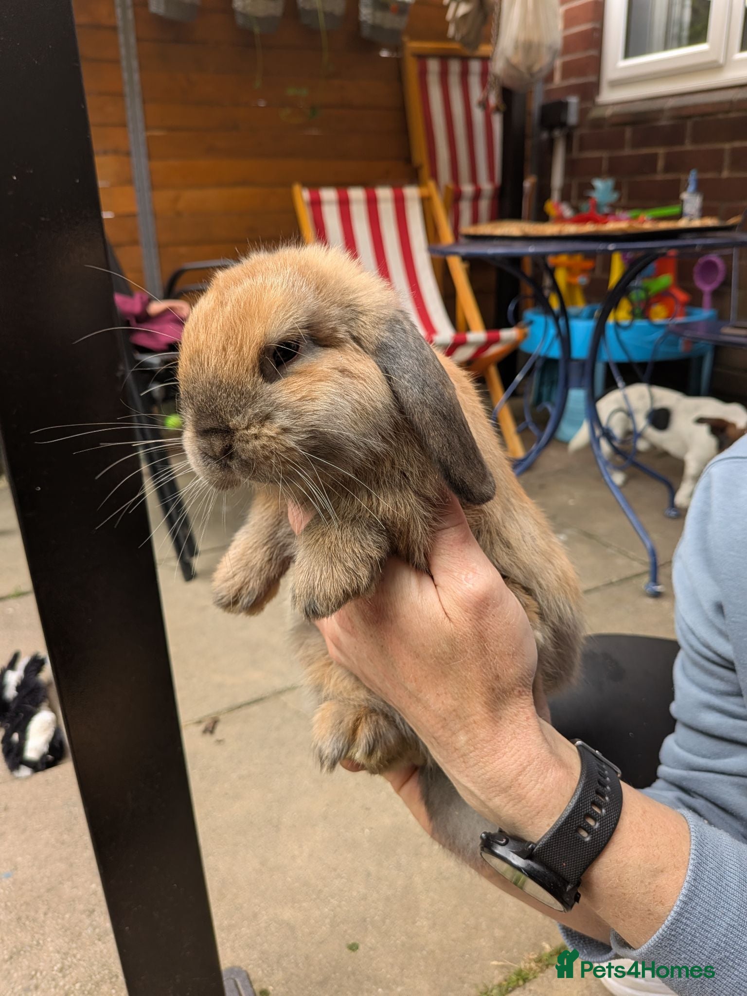 Mini Lop rabbits Mini Lop ready for a new home( One boy left) - Advert 13