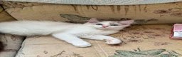 Ragdoll cats for sale: Beautiful Ragdoll kittens  - Advert 7