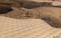 British Shorthair cats for sale: British shorthair kittens  - Image 1