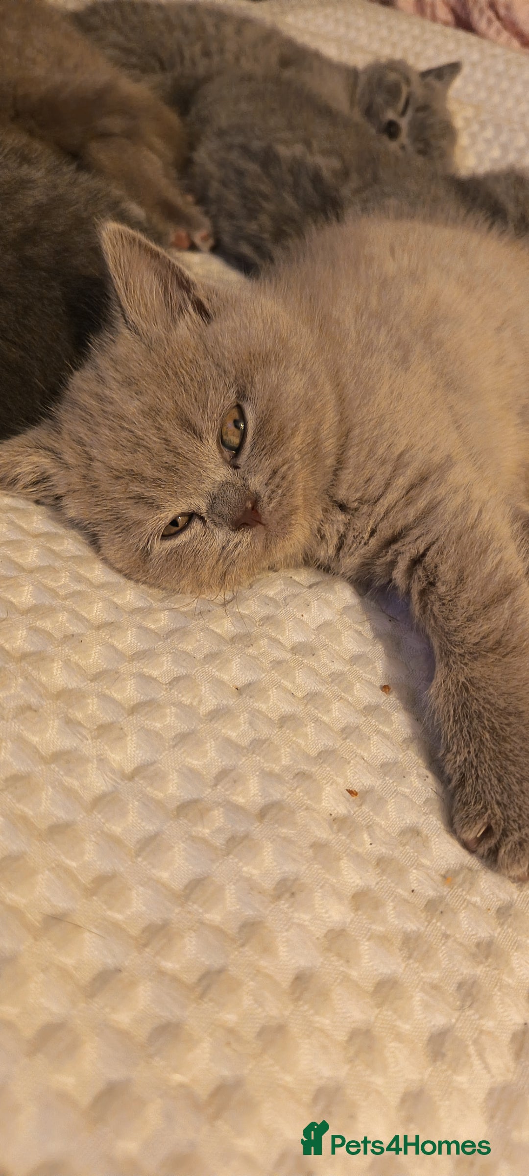 British Shorthair cats for sale: British shorthair kittens  - Image 1