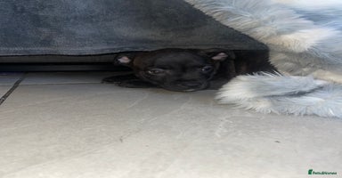 Staffordshire Bull Terrier dogs - Advert 6