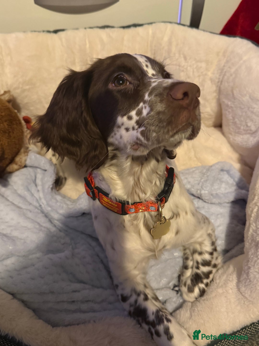 Sprocker dogs for sale: Sprocker spaniel - Advert 5