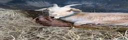 Goats livestock for sale: Royal Golden Guernsey starter herd - Advert 4