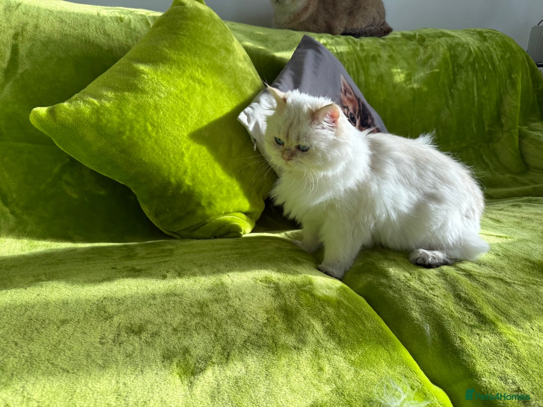 British Longhair cats for sale: British Longhair and Shorthair kittens for sale - Image 10