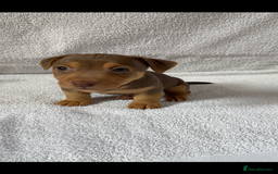 Jack Russell dogs for sale: Jack Russell puppies  - Image 2
