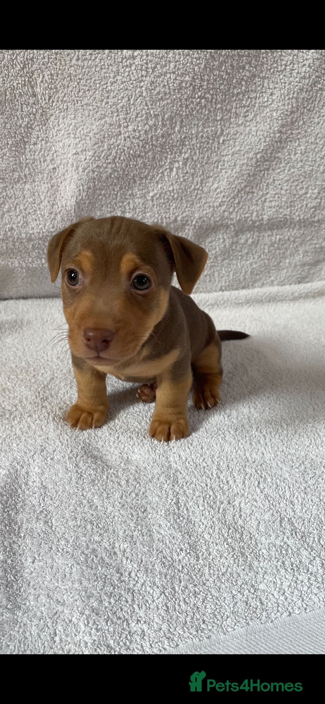 Jack Russell dogs for sale: Jack Russell puppies  - Image 2