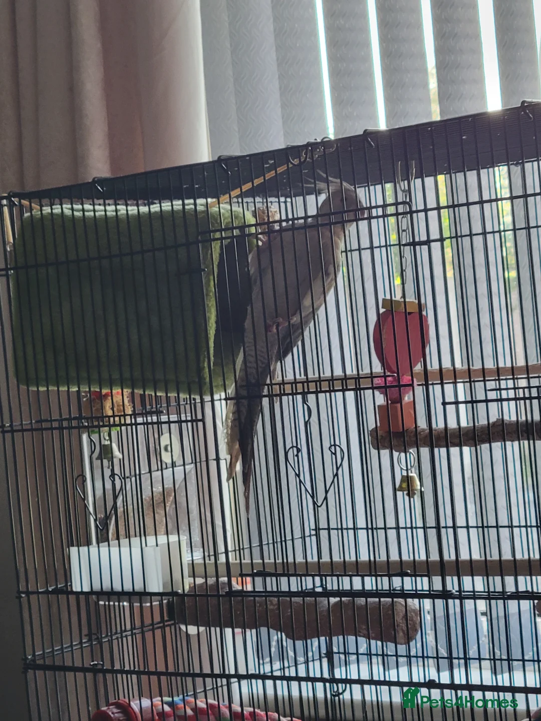 Cockatiels birds for sale: Cockatiel with cage - Advert 3