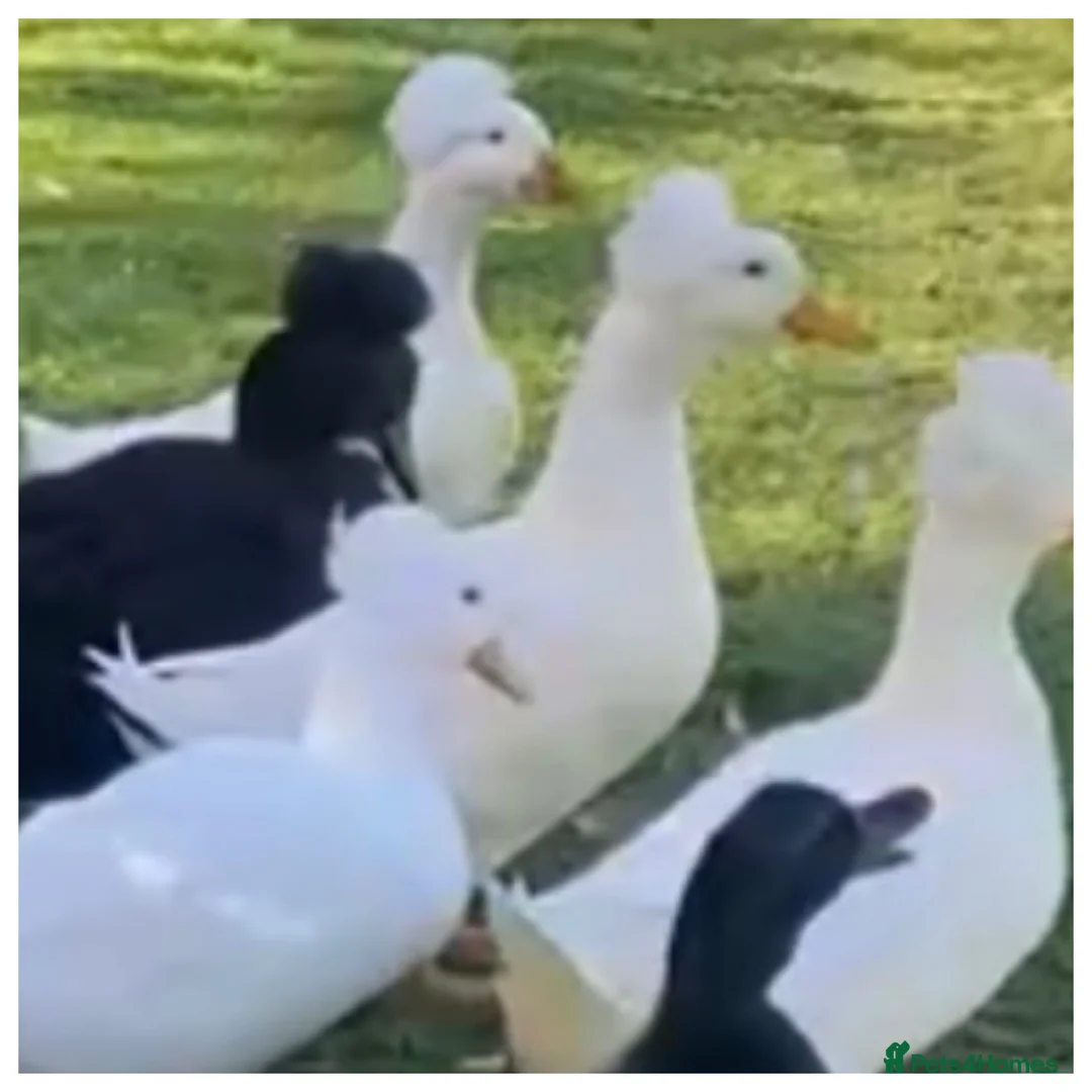 Ducks poultry for sale: Beautiful trio of ducklings - Advert 2