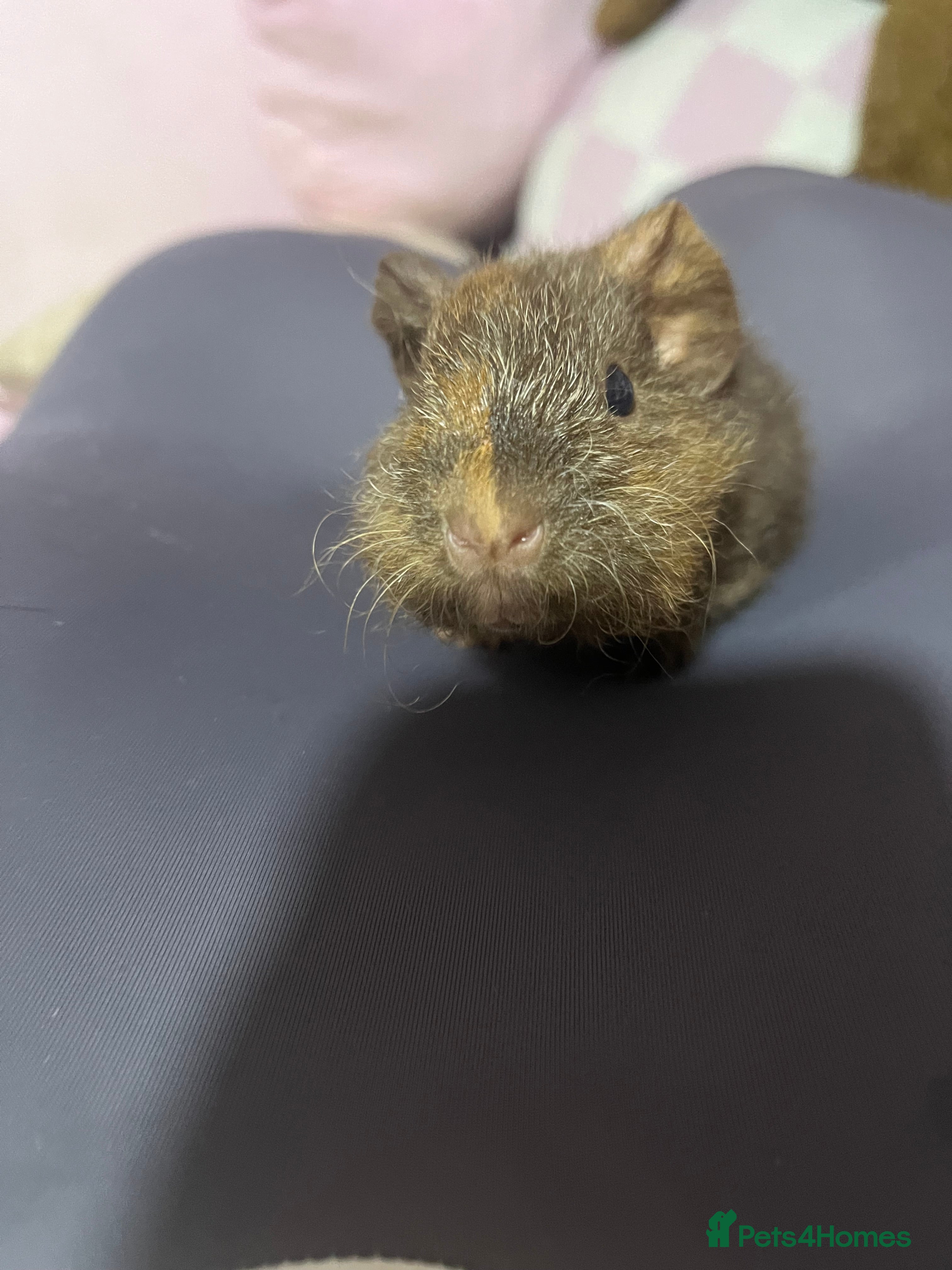 Guinea Pig rodents 2 bonded male guinea pigs - Advert 2