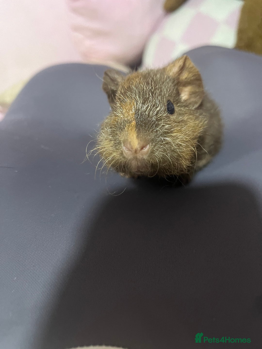 Guinea Pig rodents for sale: 2 bonded male guinea pigs - Advert 1