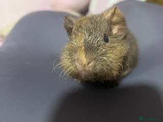 Guinea Pig rodents 2 bonded male guinea pigs - Advert 18