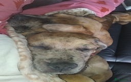 Cane Corso dogs for sale: Cane Corso  - Image 8