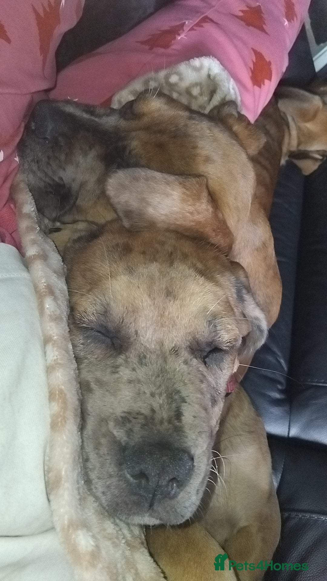 Cane Corso dogs for sale: Cane Corso  - Image 8