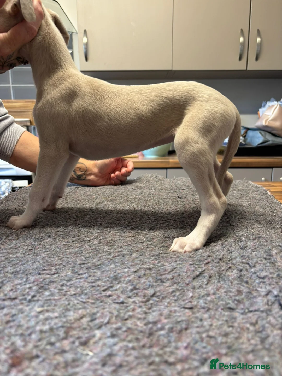 Whippet dogs for sale: Amazing whippet puppies  - Advert 2