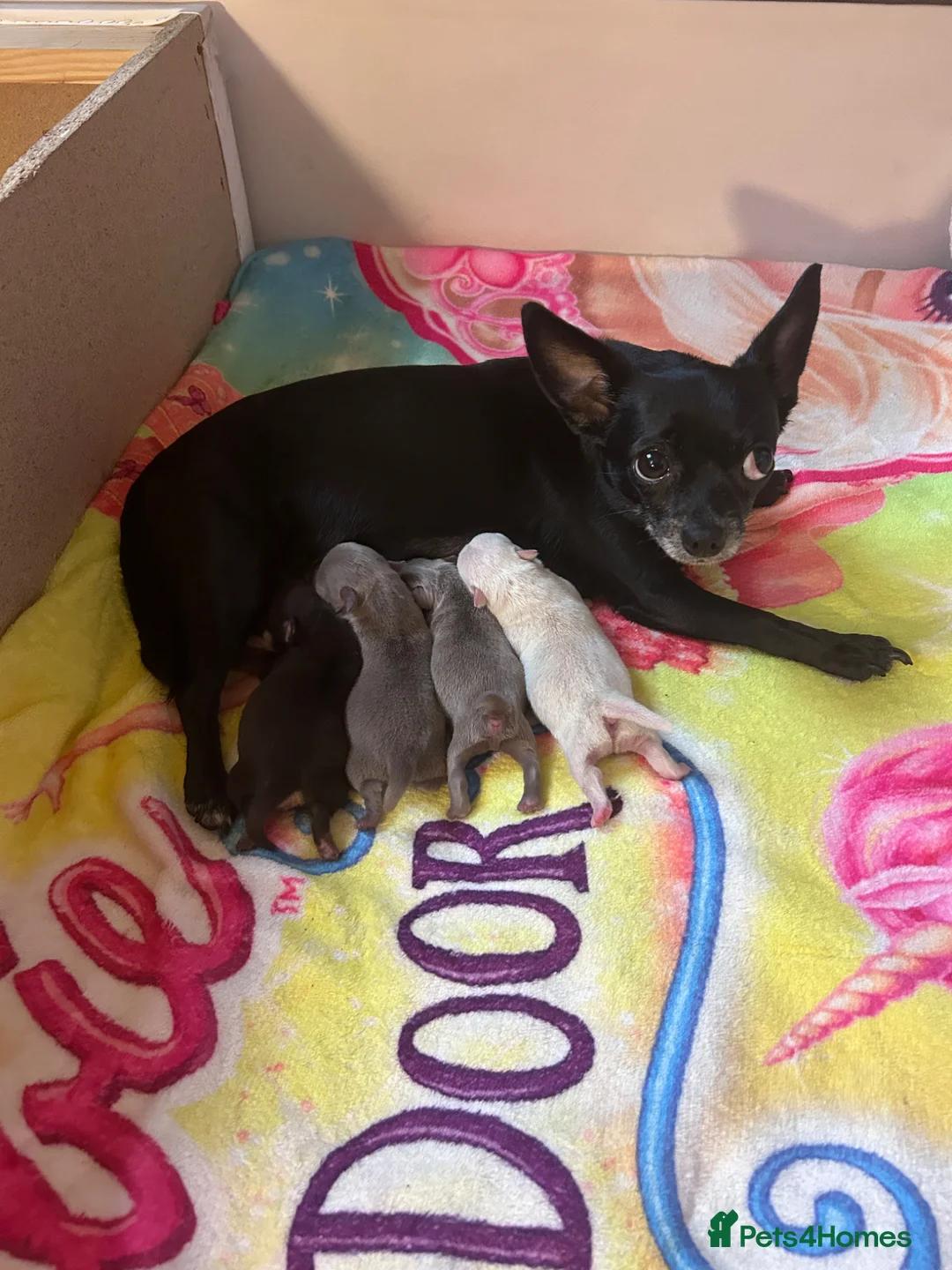 Chihuahua dogs for sale: Adorable Chihuahua  - Advert 2