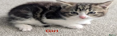 White and grey tabby girl