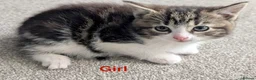 Mixed Breed cats for sale: Scottish straight, turquoise shell adorable 🥰  - Advert 16