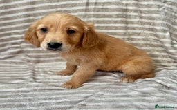 Golden Retriever dogs for sale: Ready🏡 health tested Golden Retriever babies🤍🧬 - Image 5