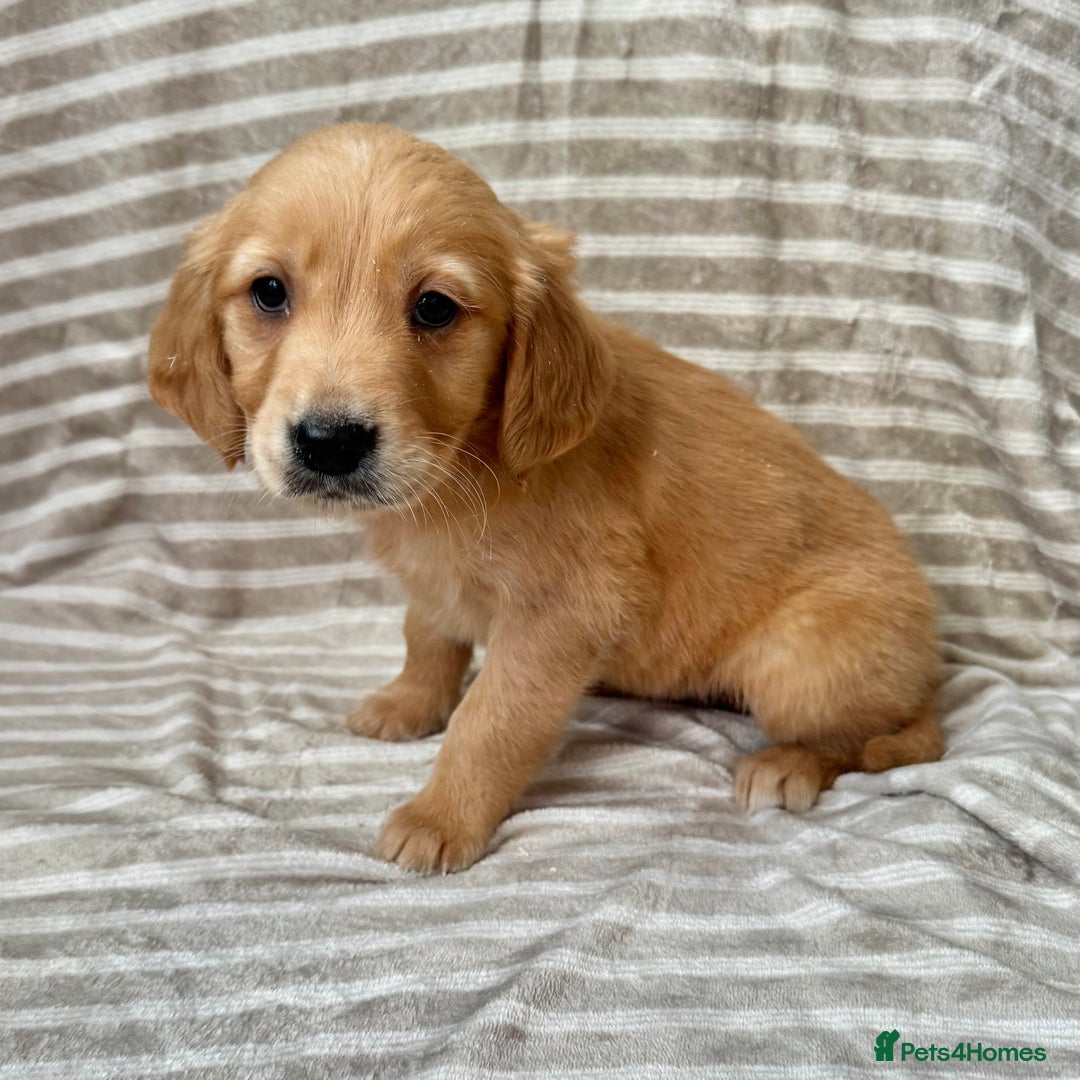 Golden Retriever dogs for sale: Ready🏡 health tested Golden Retriever babies🤍🧬 - Image 5