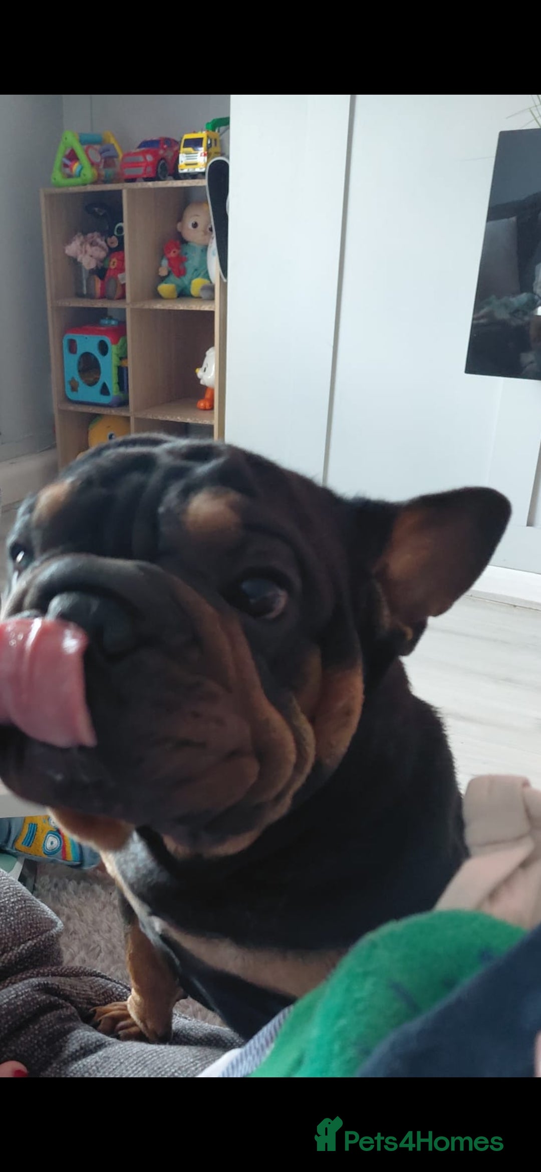 French Bulldog dogs for sale: 🐾 French Bulldog Looking for a Loving Home 🐾 - Advert 3