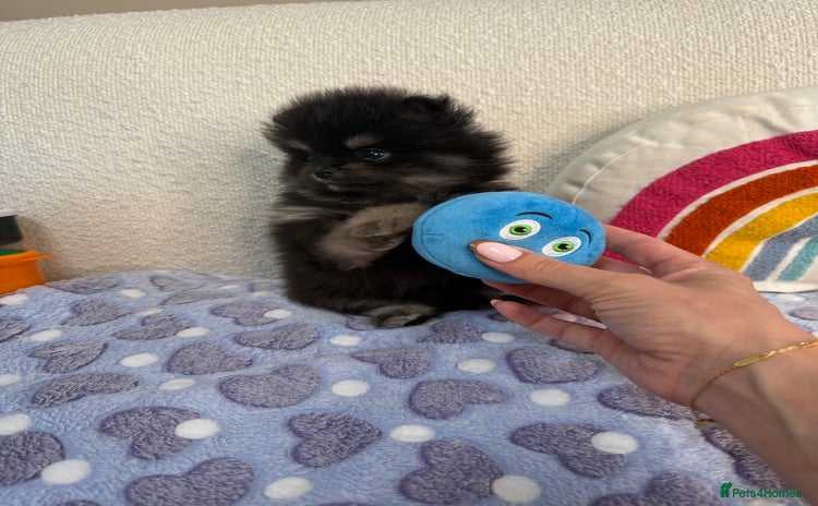 Pomeranian dogs - Advert 18