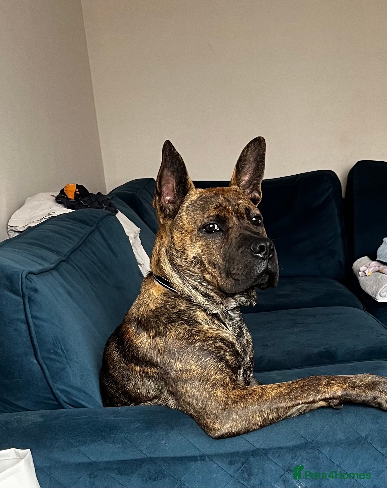 Mixed Breed dogs Please Read Properly Before Enquiring! - Advert 1