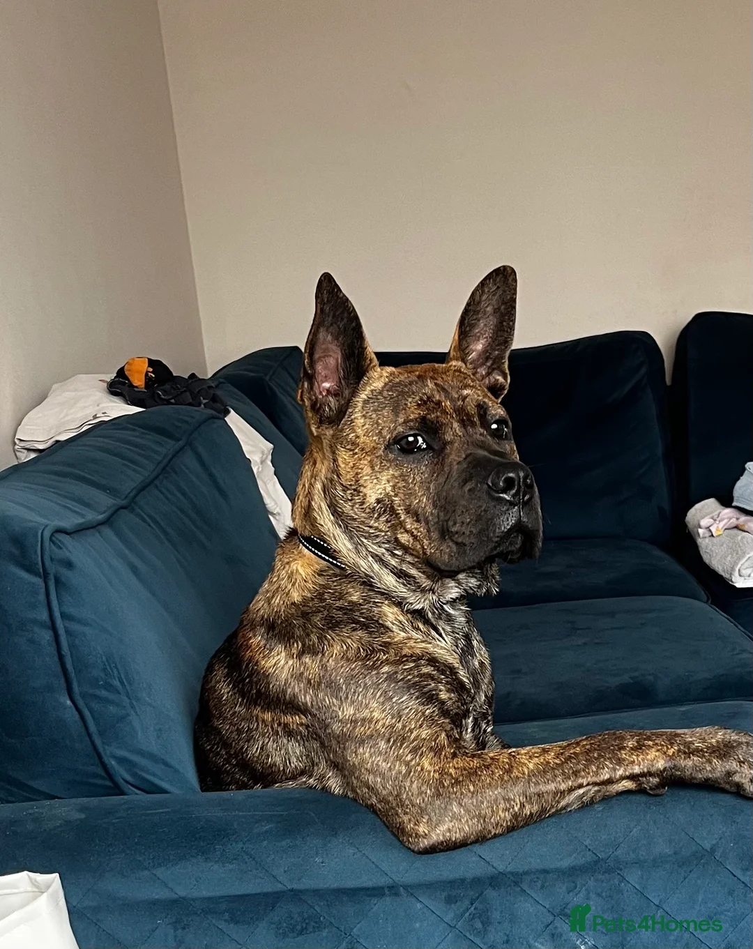 Mixed Breed dogs for sale: Please Read Properly Before Enquiring! - Advert 1