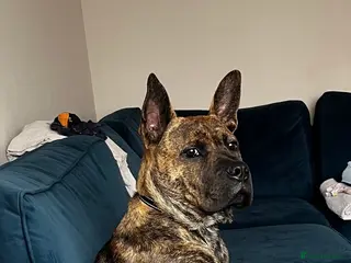 Mixed Breed dogs Please Read Properly Before Enquiring! - Advert 1