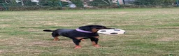 Rottweiler dogs for sale: Female Rottweiler 15 months old  - Advert 6