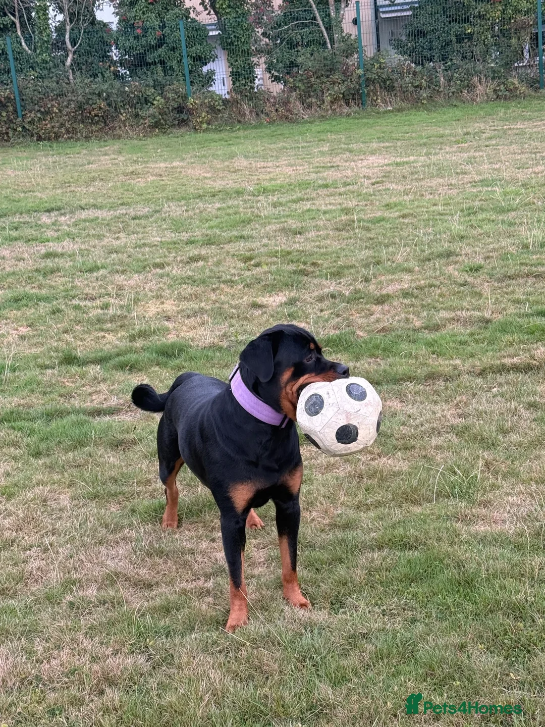 Rottweiler dogs for sale: Female Rottweiler 15 months old  - Advert 6