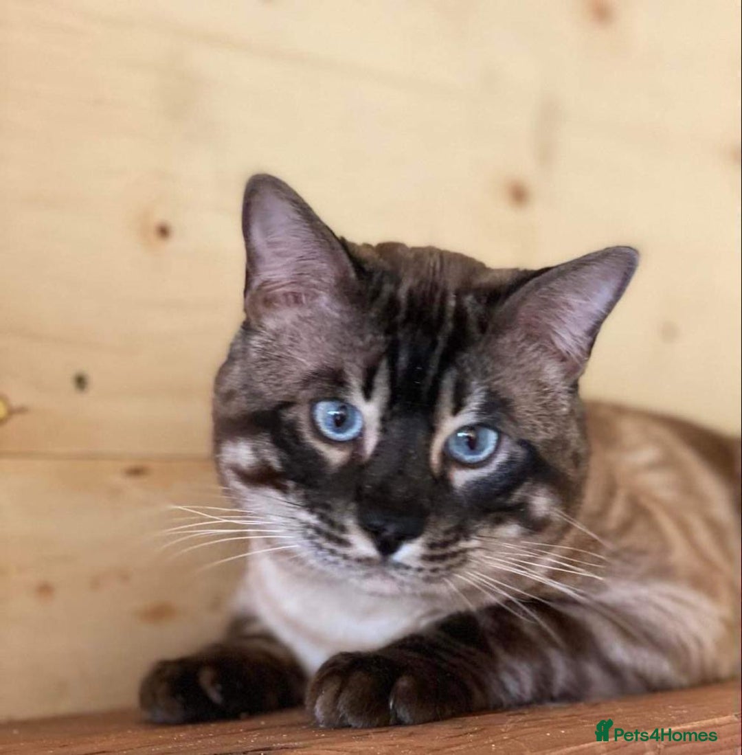 Bengal cats for sale: Fantastic Big Bengal Teddy 💪❤️ - Advert 3