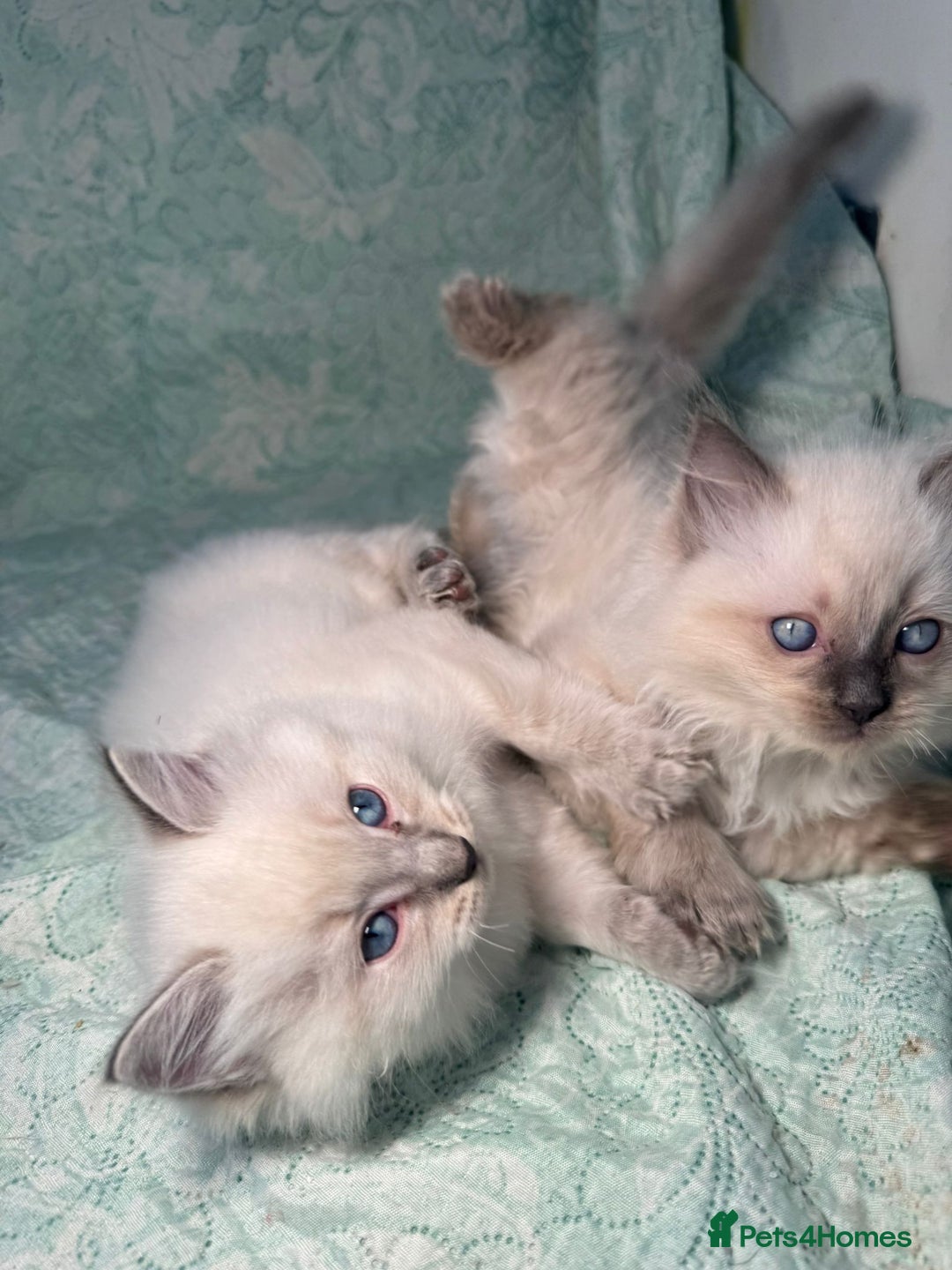 Ragdoll cats for sale: Ragdoll Chunky Boys!  - Advert 18