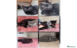 Scottish Fold cats for sale: 3 lovely kittens looking for new family  - Image 3