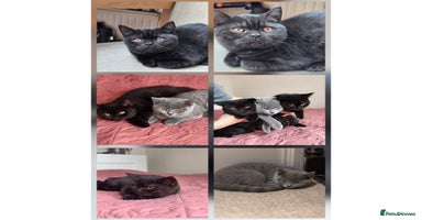 Scottish Fold cats - Advert 16