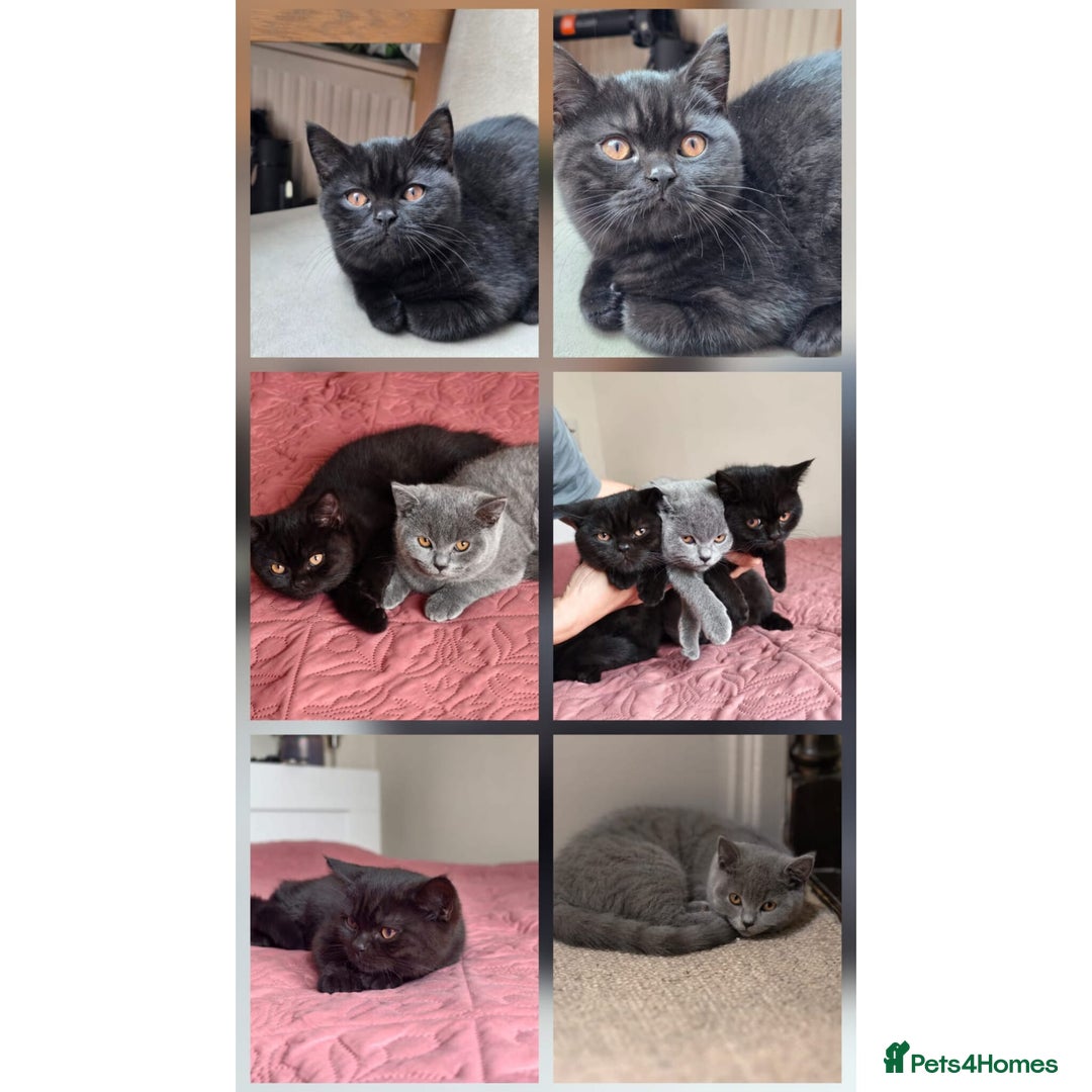Scottish Fold cats for sale: 3 lovely kittens looking for new family  - Image 3
