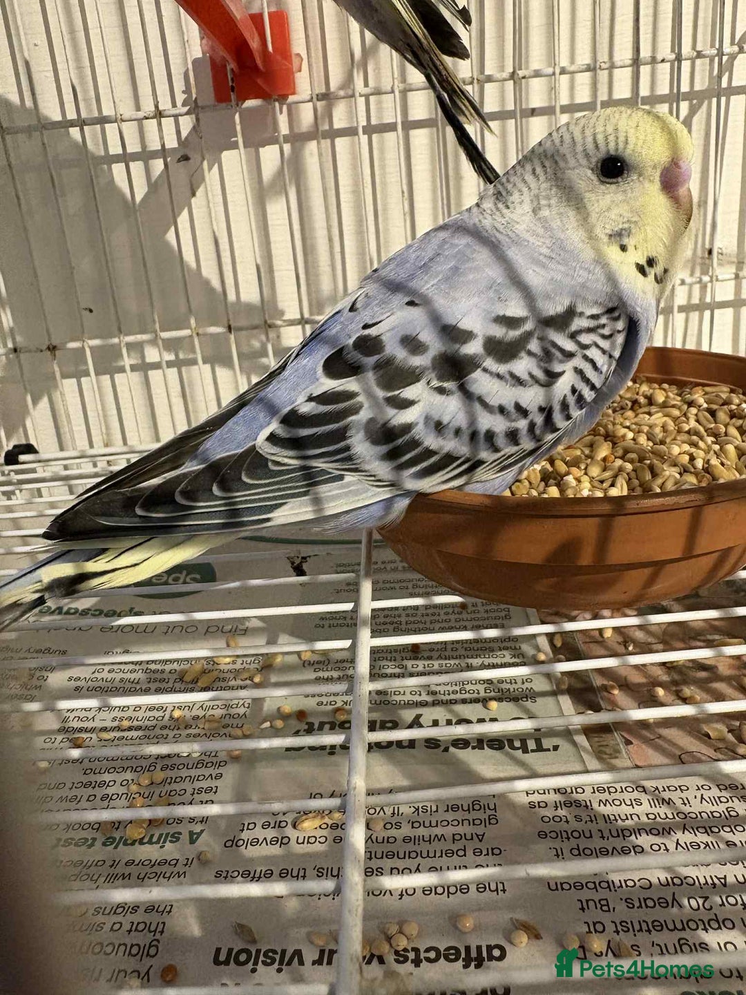 Budgerigars birds for sale: Young Budgies for sale  - Advert 8