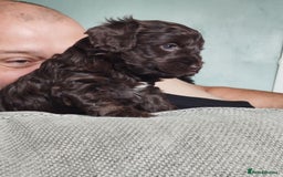 Cockapoo dogs for sale: Stunning cockapoo puppies  - Image 32