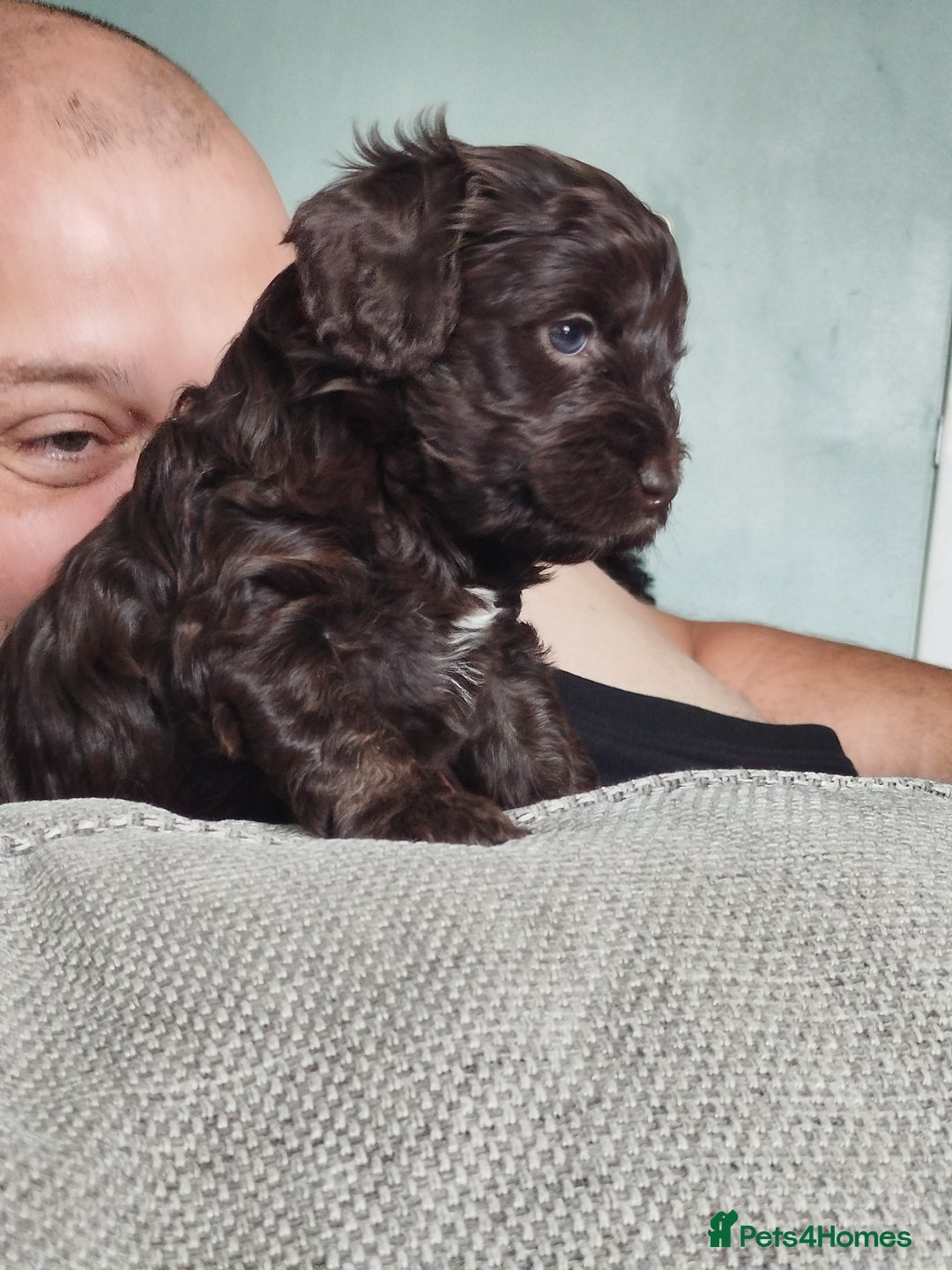 Cockapoo dogs for sale: Stunning cockapoo puppies  - Image 32