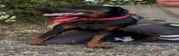 Dobermann dogs for sale: Ruby Beautiful Doberman Girl - Advert 2